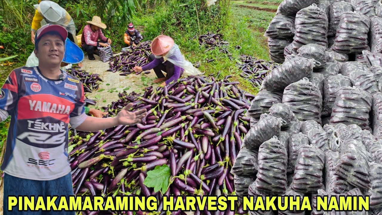 Umabot na ng Tenolada lang pitas namin....Pinaka maraming pitas nakuha namin...