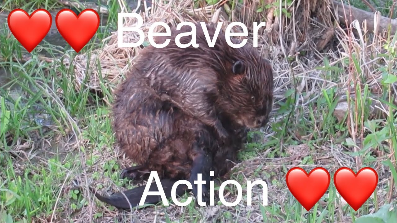 A Beaver Family Swimming, Grooming and Grazing