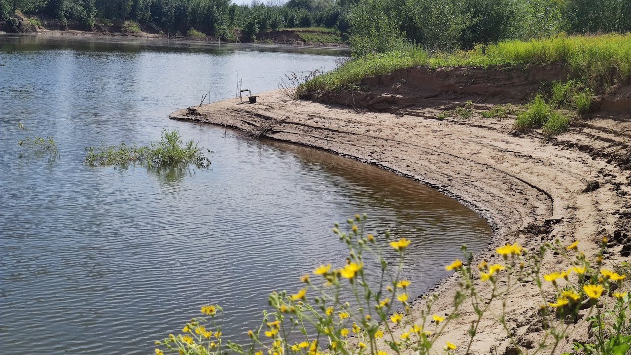 Разведка на  сазана,Пологое Займище