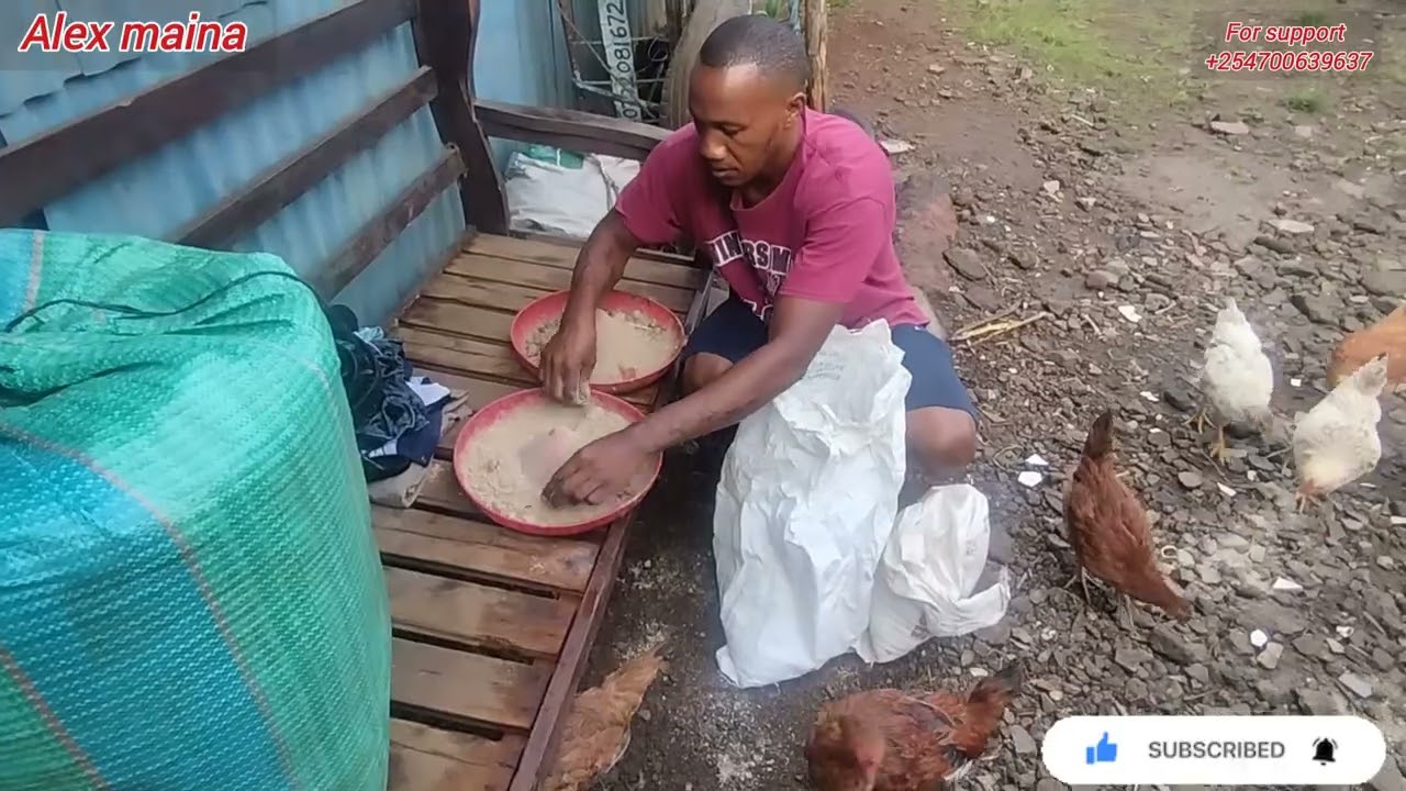 SPEND THE DAY WITH ME,, FEEDING THE CHICKEN,DUCK And RABBITS ( African Village Life)