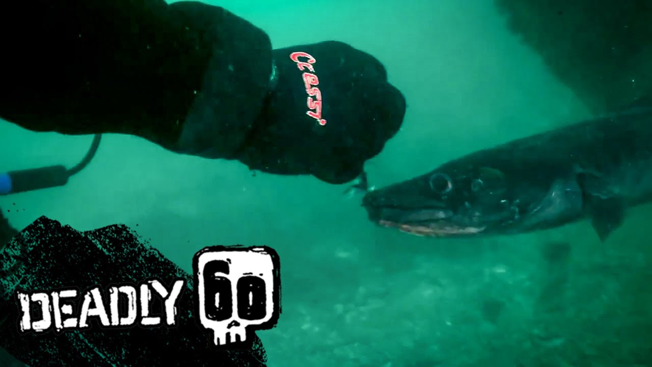 Steve Meets the Feared Conger Eel | Deadly 60 | BBC Earth Kids