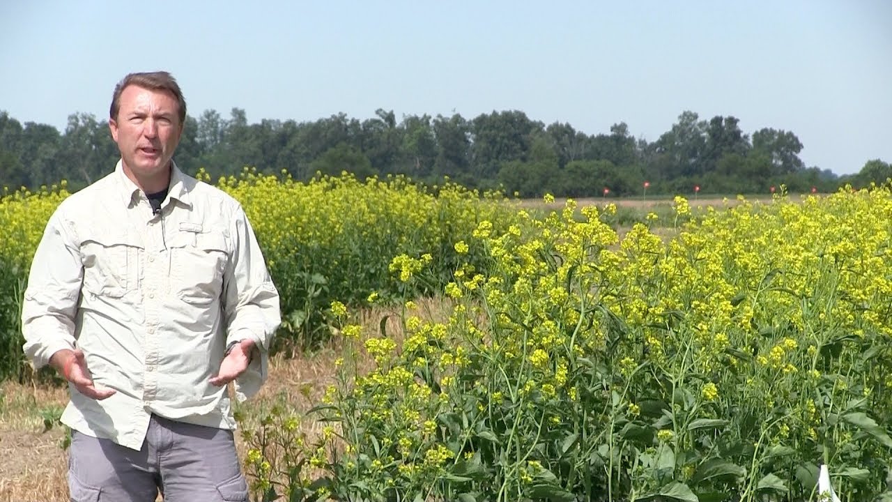 Using a Mustard Cover Crop for Disease Biofumigation on Pumpkin