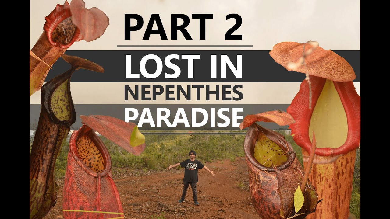 I Got Lost But Found Myself in PITCHER PLANT PARADISE - Nepenthes of Redondo - PART 2