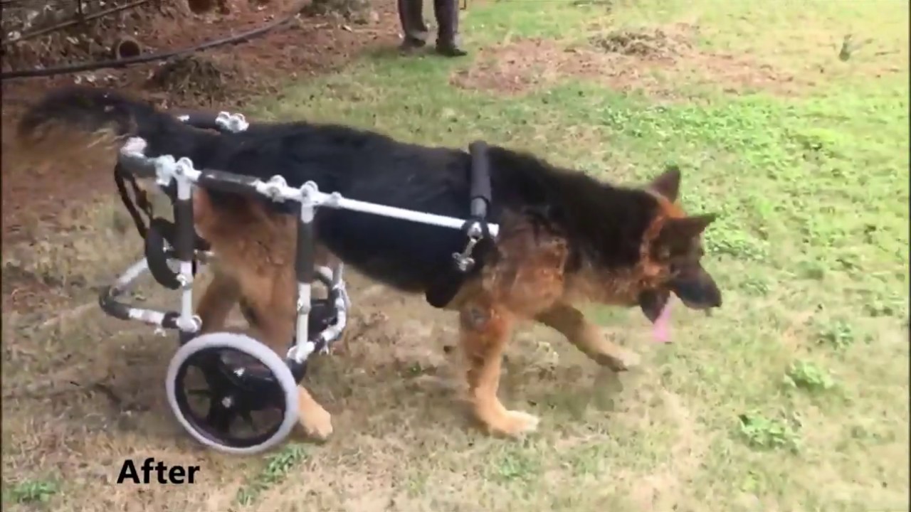 Innovation India Dog Wheelchair Two Wheel Support | 9568886181 | dogsupportindia.com | Osho.