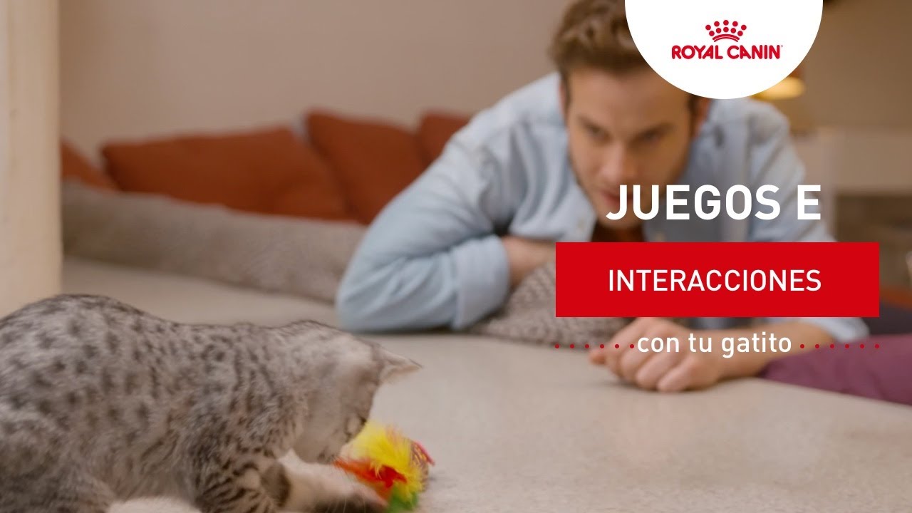 Interacciones y juegos con gatitos | Royal Canin