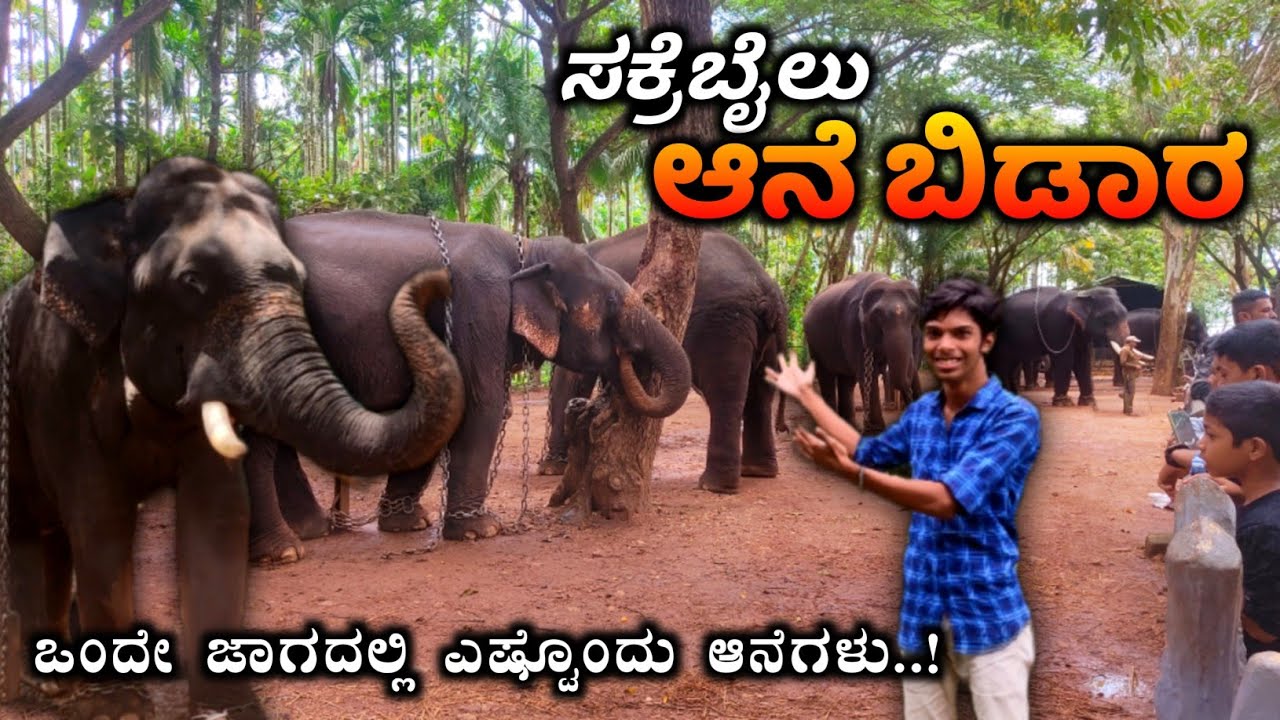 Sakrebailu elephant training camp shivamogga karnataka | sakarebayilu | ಸಕ್ರೆಬೈಲು ಆನೆ ಬಿಡಾರ ಶಿವಮೊಗ್ಗ