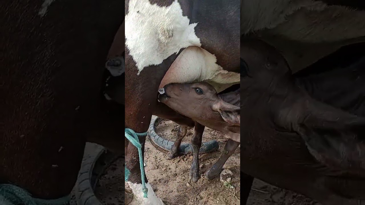 o bezerrinho órfão mamando na outra vaca