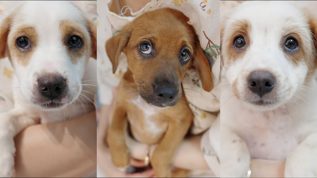 ファームに置き去りにされた子犬たちとの最後の夜！涙の別れと新たな家族への旅立ち