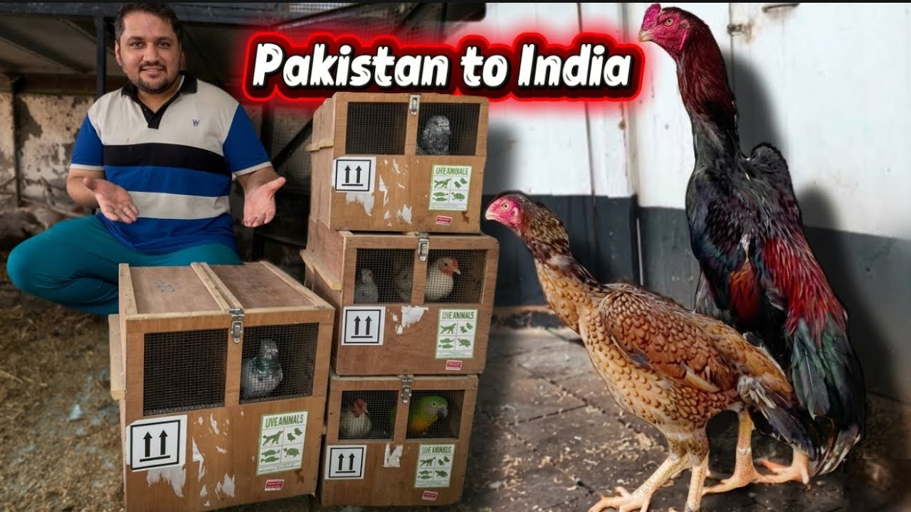 Lahore Say Delhi Ki Shipment Shamo Chicken + Pakistani Aseel Go To India, Hsn Entertainment