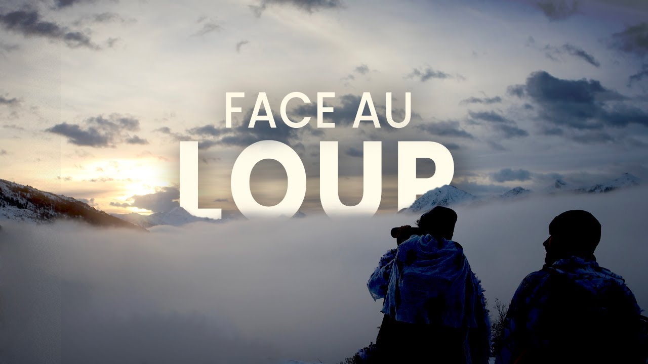 FACE AU LOUP | On part à la rencontre du prédateur !