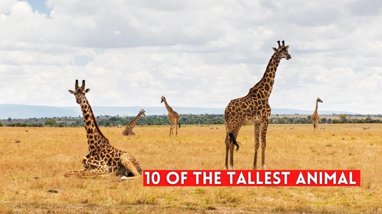 10 of the Tallest Animal on Earth in 2023