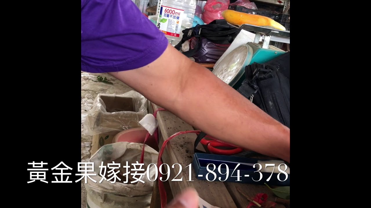 黃金果嫁接工具｜搜尋「翊鼎農場」網站購買，下方說明也有網站連結