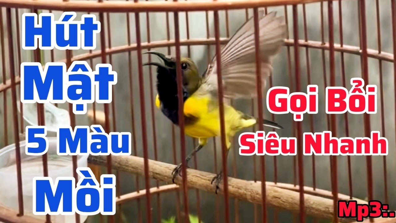 Tiếng Hút Mật 5 Màu Mồi Gọi Bổi // Kích Chim Nhanh Căng Lửa. Bẫy Loa Loa Cực Nhạy