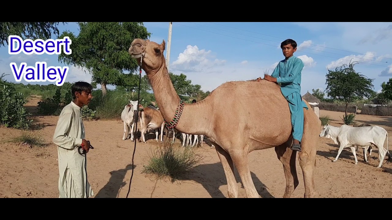 Kid Playing With Camel || Kid Feeling Better with Camel || 2 Villager Babies Enjoying With Camel