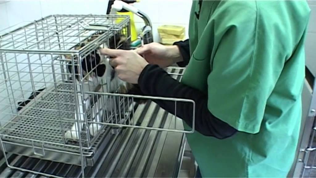 Auxiliaire Vétérinaire - La contention