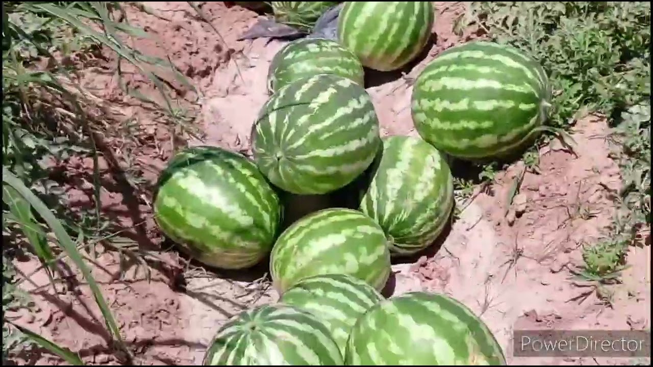 #tajikistan Н РУДАКИЙ Ч,АМАТИ ЭСАНБОЙ ДЕХ САЕЁОДЧОН 🍉 СЕЗОН АСТЬ