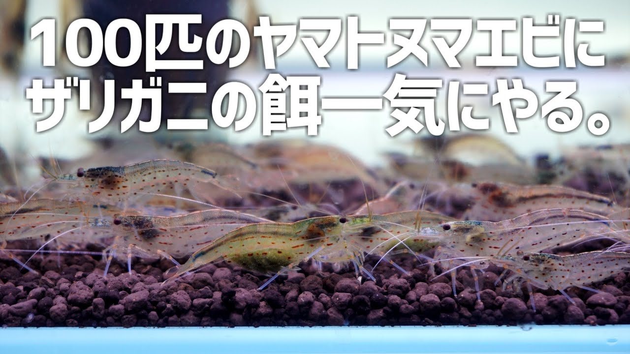 100匹のヤマトヌマエビに一気にザリガニの餌やったら大変なことになった。#295【アクアリウム】
