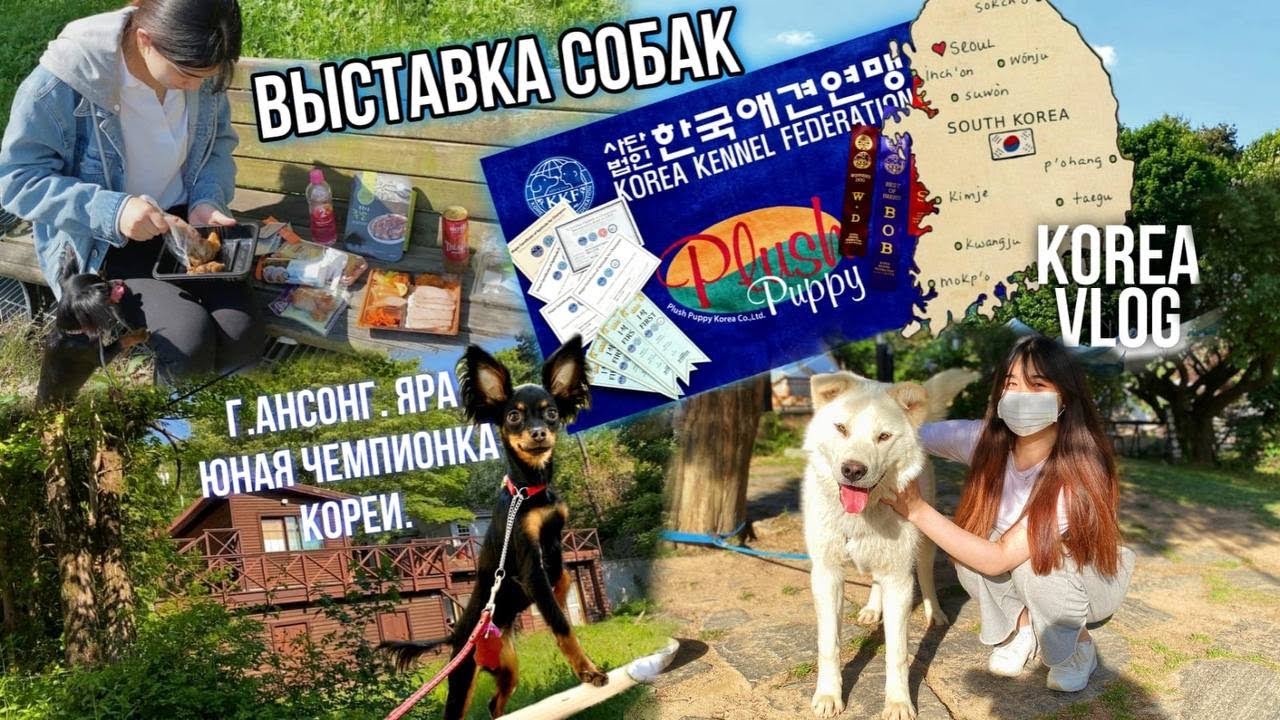 Домик в деревне/Что кушать в походных условиях/Международная выставка собак г.Ансонг/Pt.2/KOREA VLOG