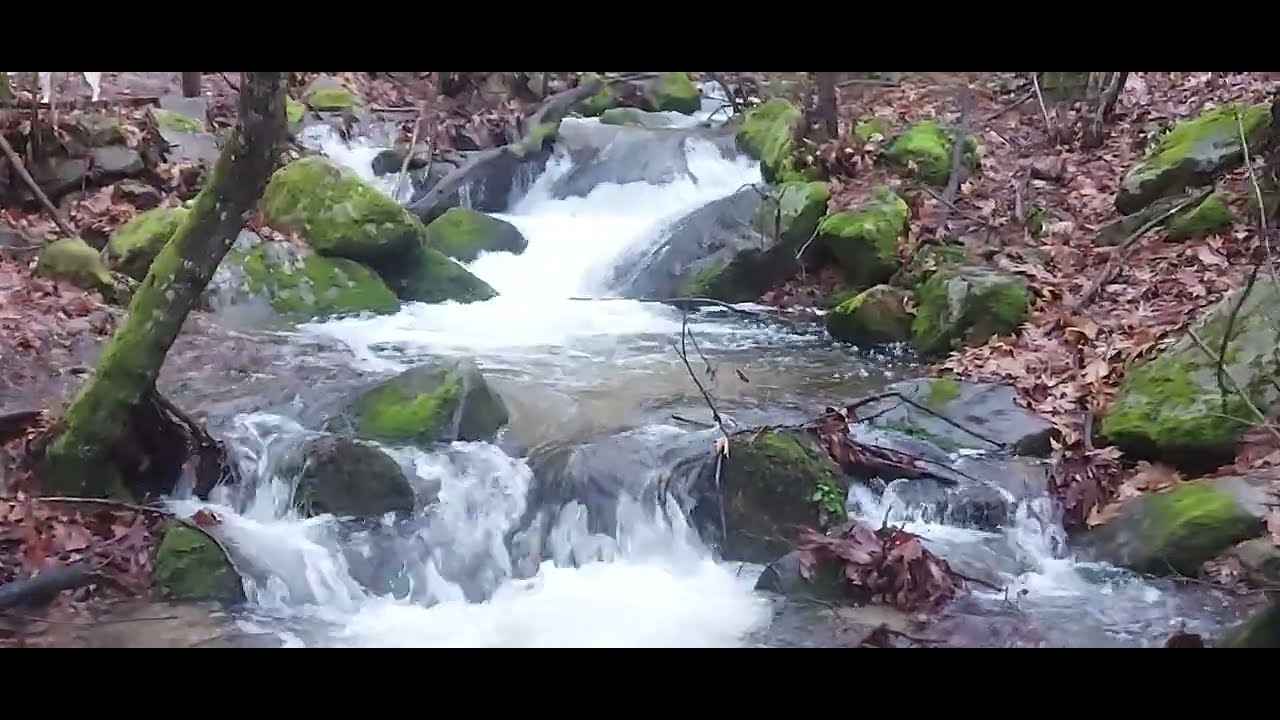 Walking With My Dogs Through a Wild Forest Waterfall | Pure Nature Energy