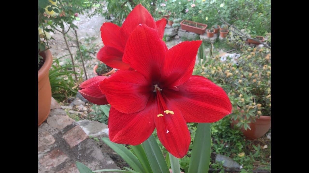 Como cuidar de un Hippeastrum / Amaryllis / Azucena / Amarilis / Amancaya / Lirio / Amancay