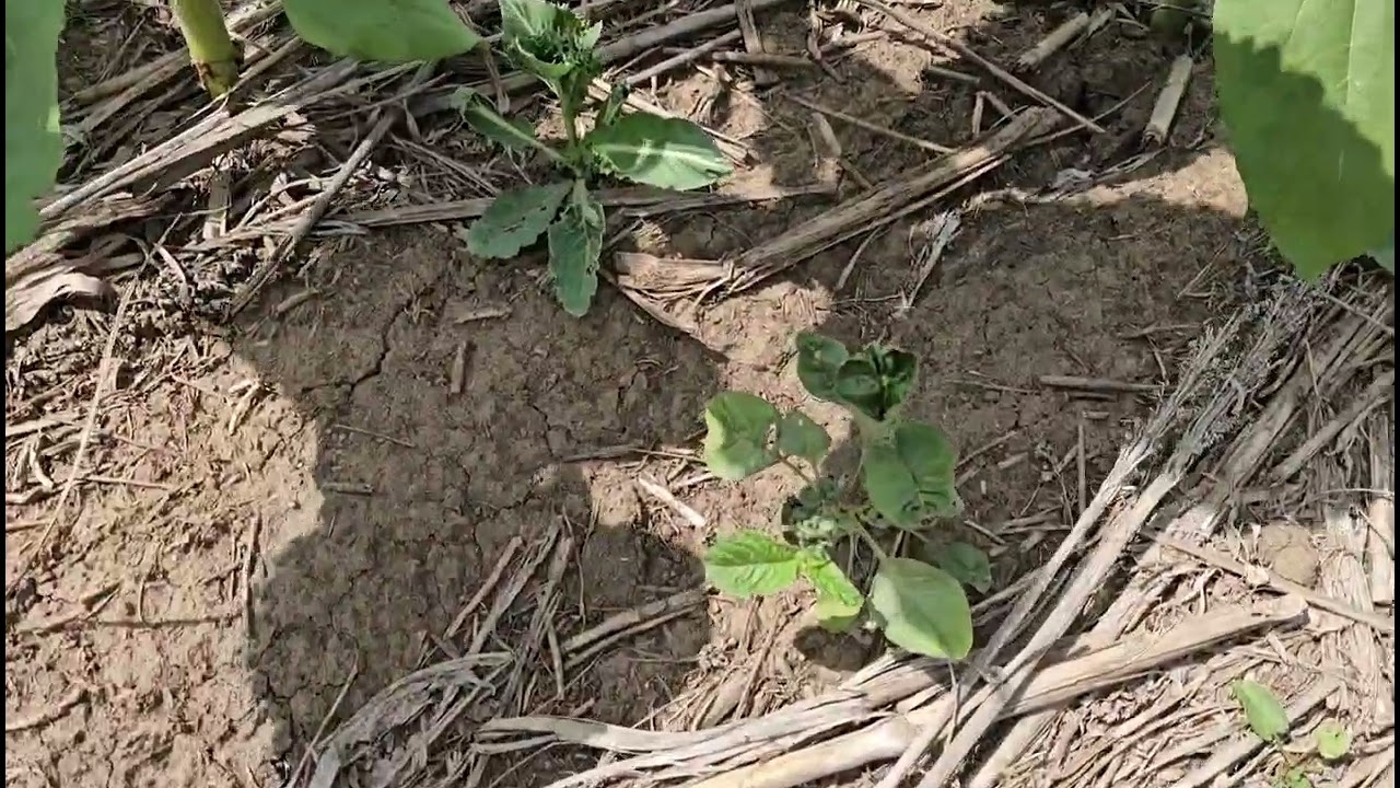 Состояние посевов подсолнечника. No-till 19.06.2025