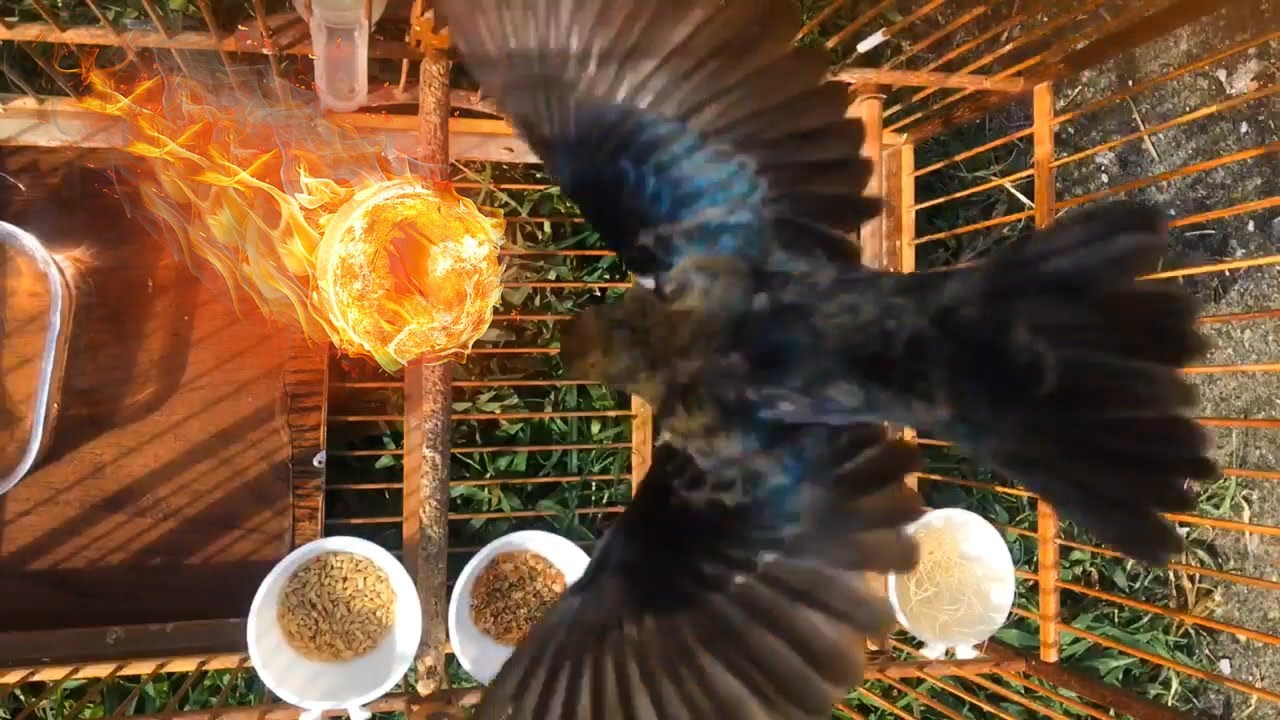 Tiziu cantando de pulo com muita fibra para estimular, treinar e ensinar machos a cantar de pulo!