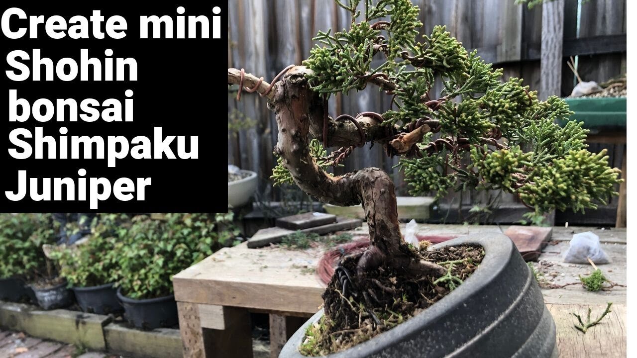 How to create mini shohin bonsai - shimpaku juniper - plus removing air layer