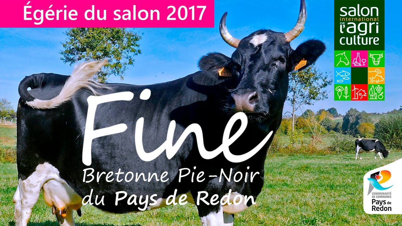 Fine, Bretonne Pie-Noir du Pays de Redon