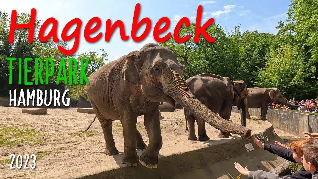 Hagenbeck Tierpark Hamburg 4K  2023 der größten Elefantenherden Europas - Sehenswert - Besuch im Zoo
