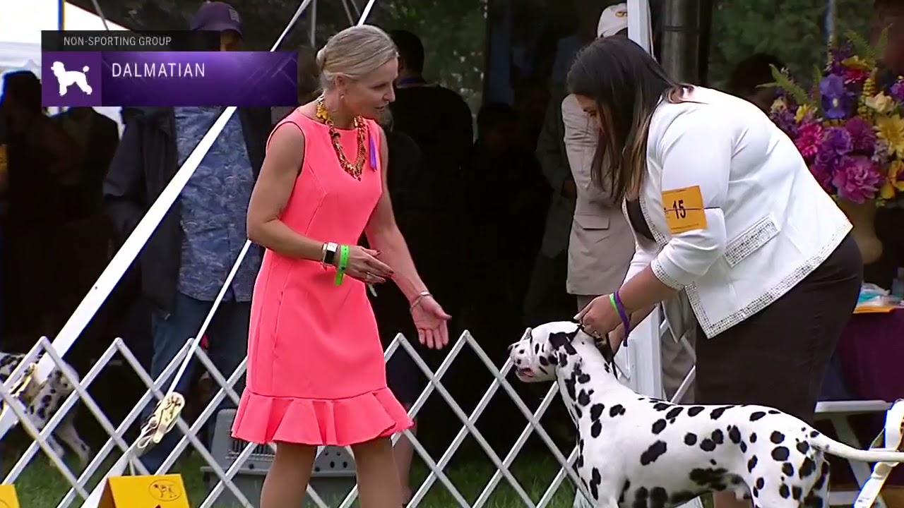 Dalmatian | Breed Judging 2021