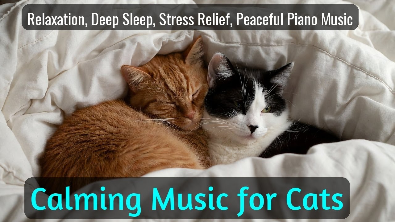 LIVE 🌙 Midnight Lofi Music for Cats 😴 | Season 50