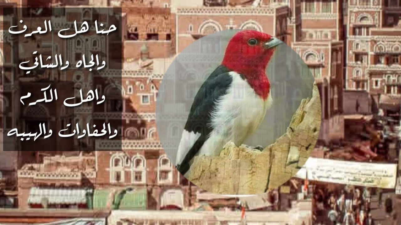الرد اليمني المزلزل على الشاعر السعودي اهل اليمن