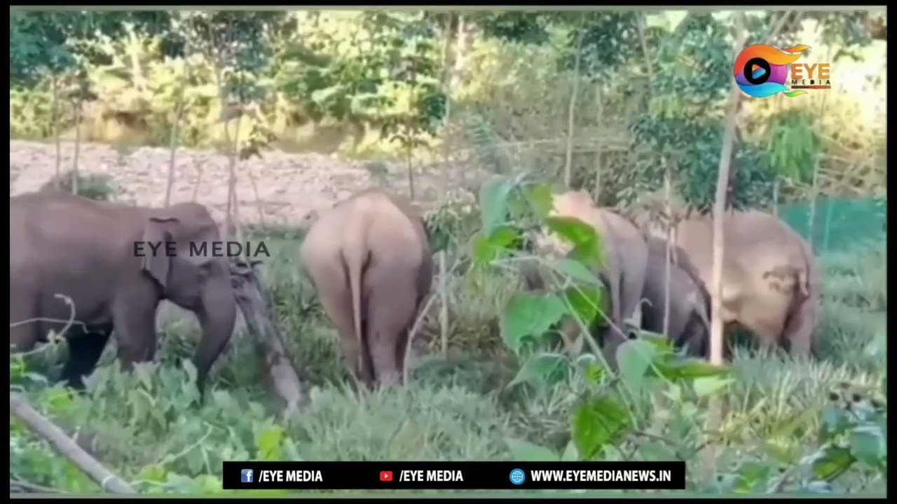 അരിക്കൊമ്പൻ കോതയാർ കാട്ടിൽ നിലയിറപ്പിച്ചിരിക്കുന്ന ദൃശ്യങ്ങൾ ഐ. മീഡിയ്ക്ക്