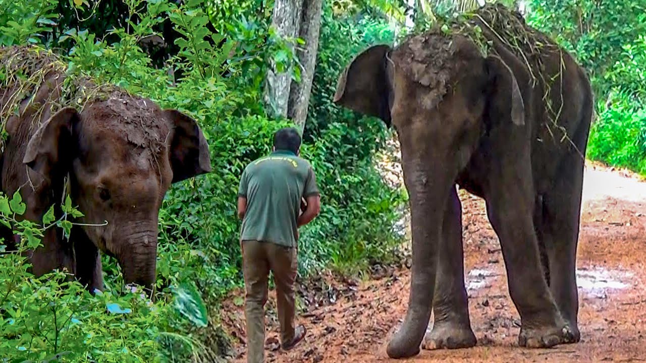 Emergency Rescue Operation To Save A&nbsp;Young Elephant