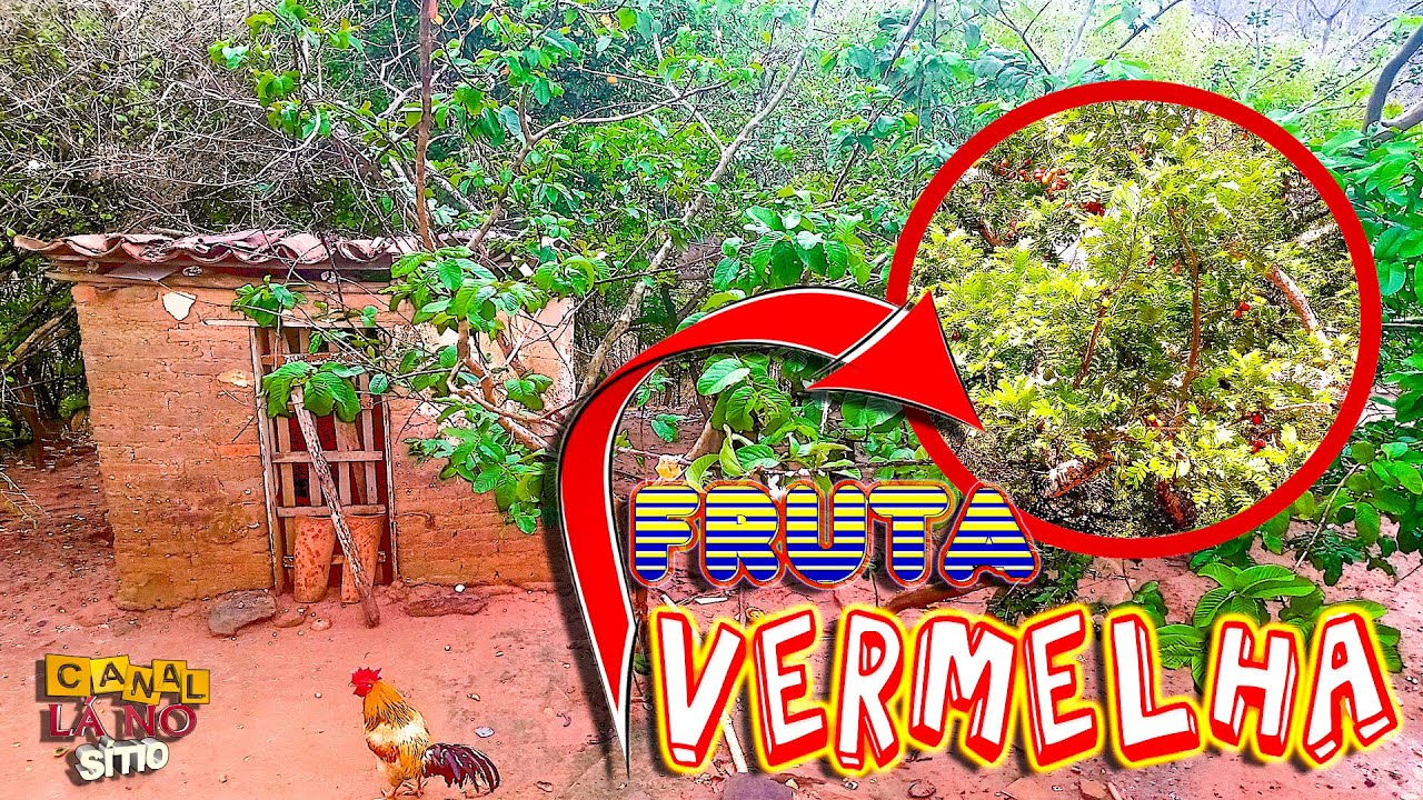 FRUTA VERMELHA