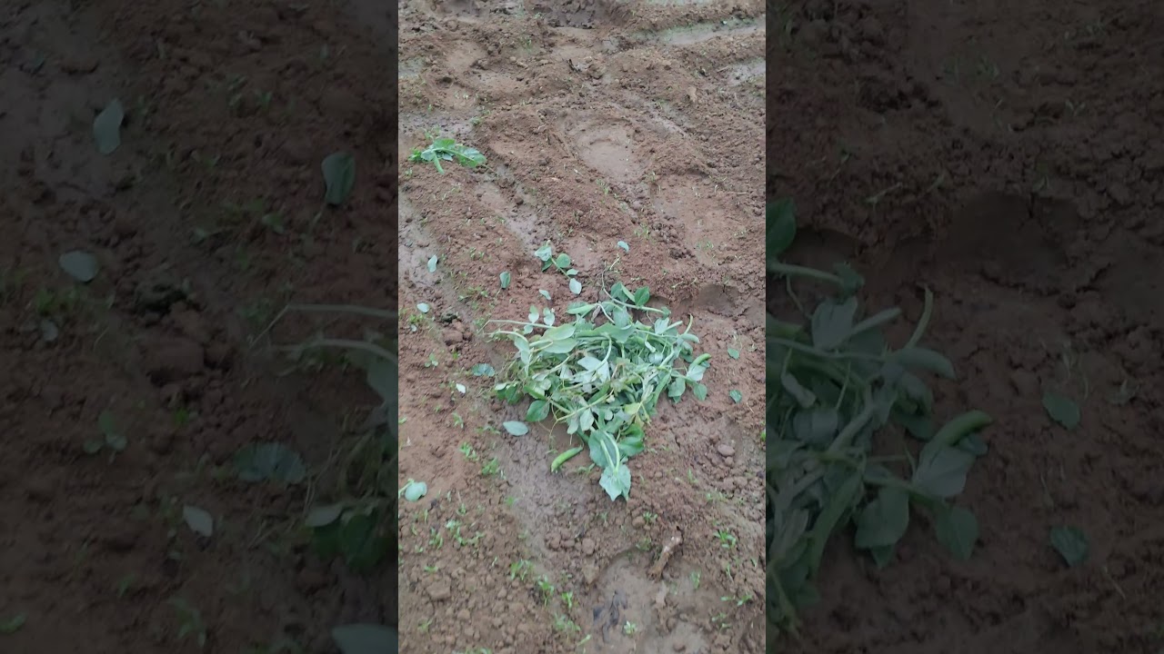 শশ গ্রাম রাত একটার সময় হাতে এসেছিল 
