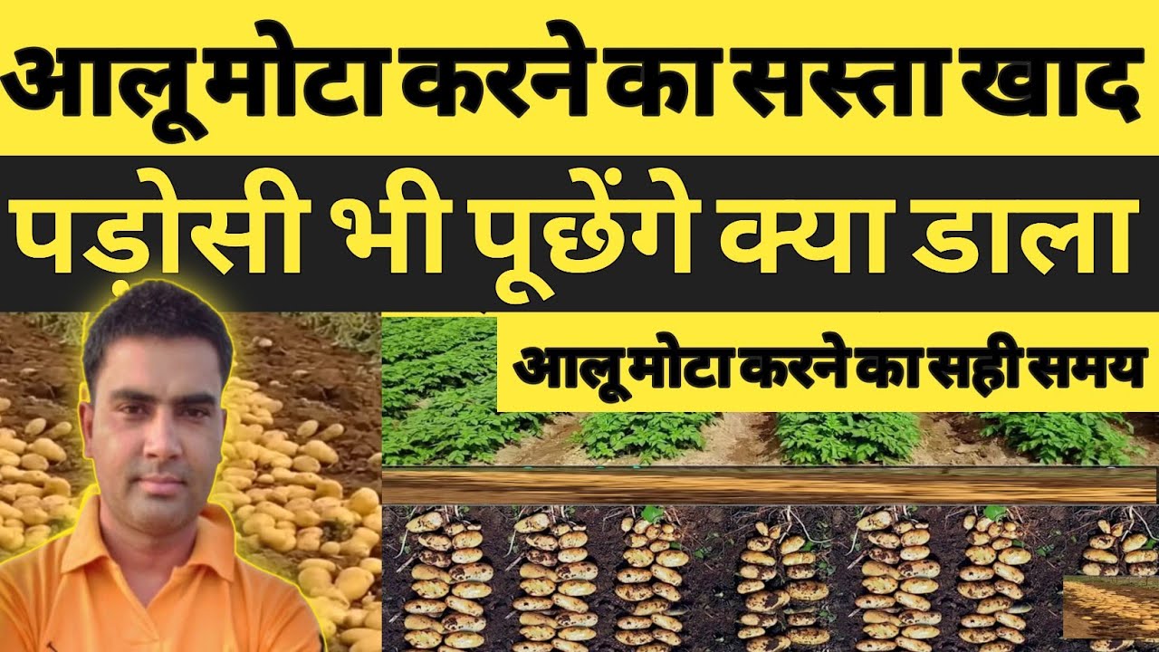 How to grow potatoes | techniques to grow potatoes in low cost | potato 