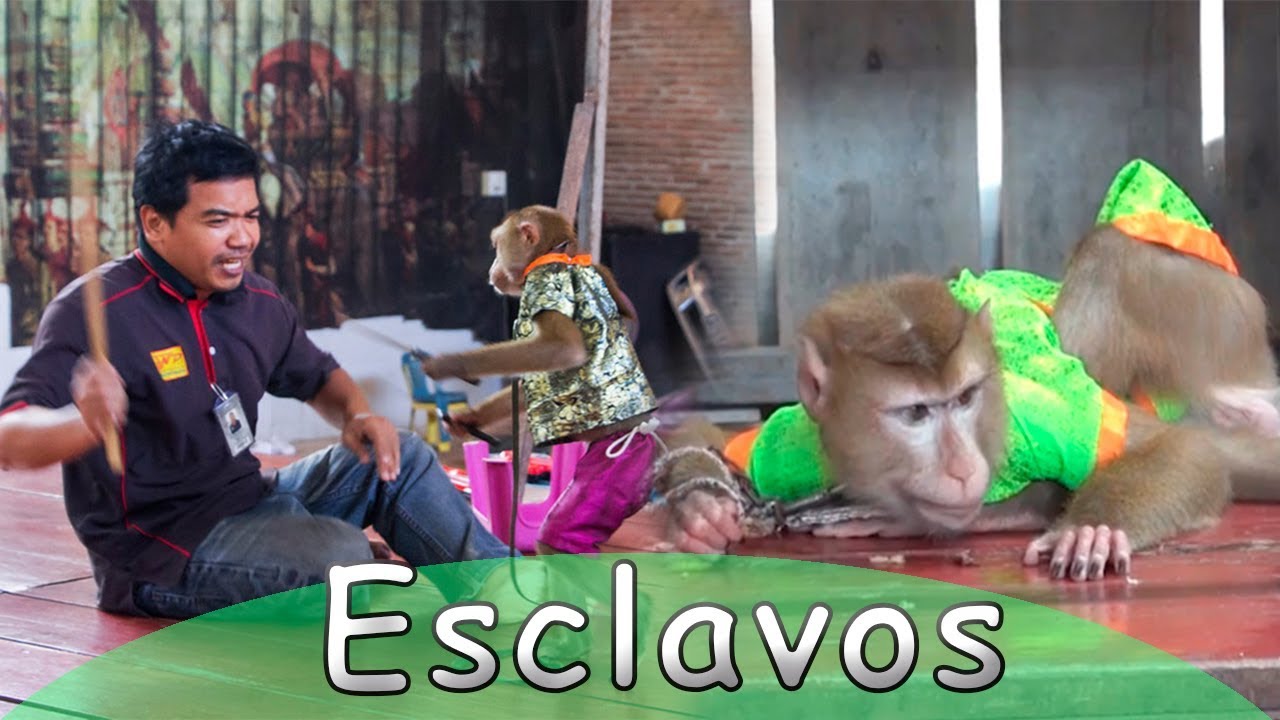 Monos esclavizados para entretener a turistas | Seres Maravillosos | 94