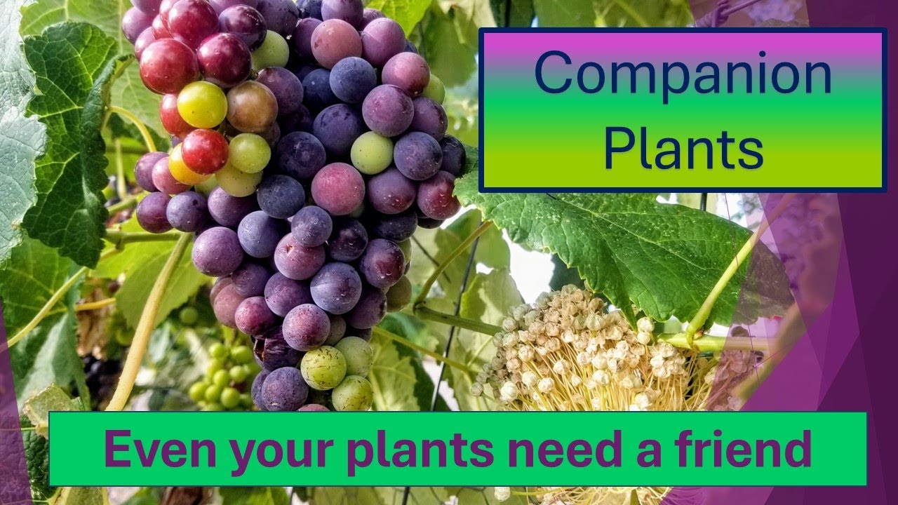 GARDEN CROPS: Companion Plants - Their Powerful Addition to Your Garden