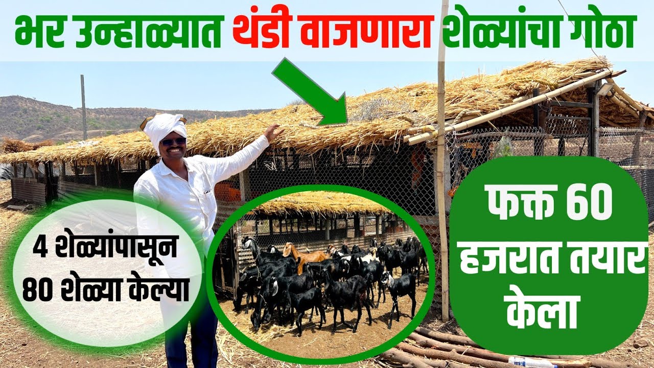 ऊस तोडणी बंद करून सुरू केले गावरान शेळी पालन | ओपन शेळी पालन | Open goat farming | Shodh Varta |