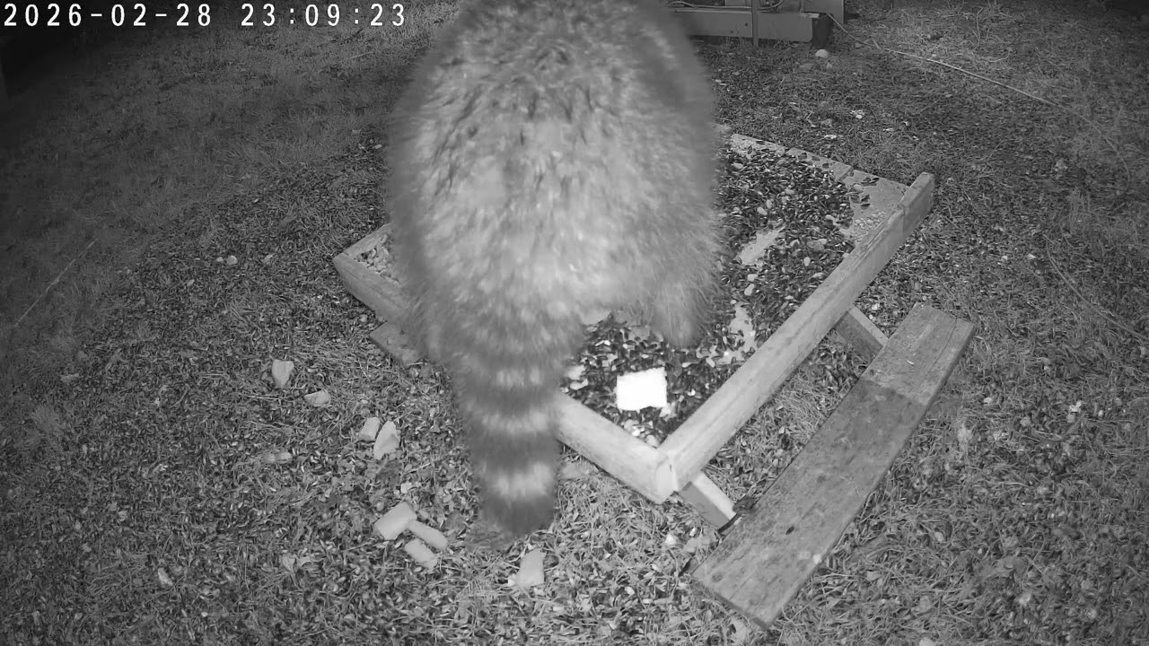 TapoC320WS animals 2026 02 28 dusktodawn syncb445b7