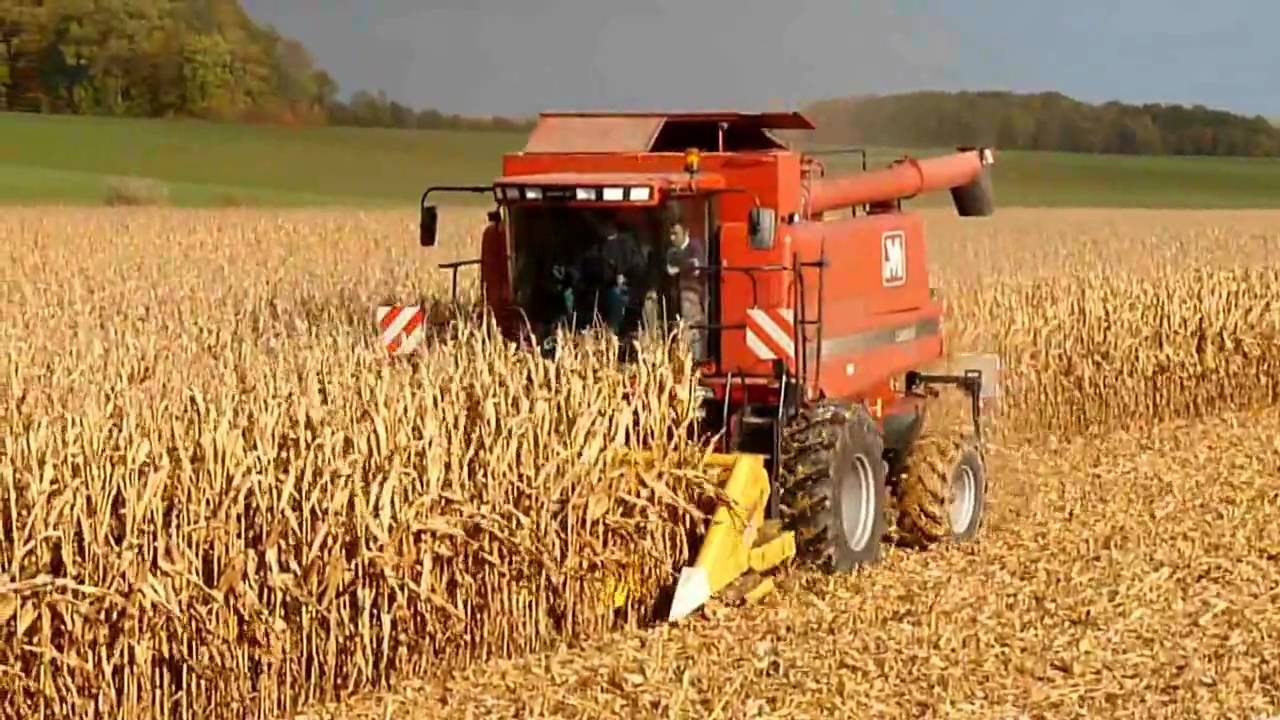 Corn Harvest / Moisson du maïs