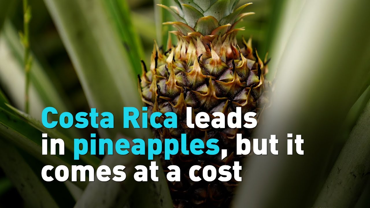 Costa Rica leads in pineapples, but it comes at a cost