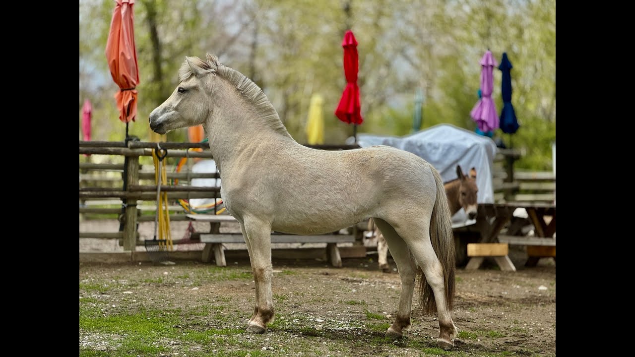 Klosterhofs Simsalabim   2025