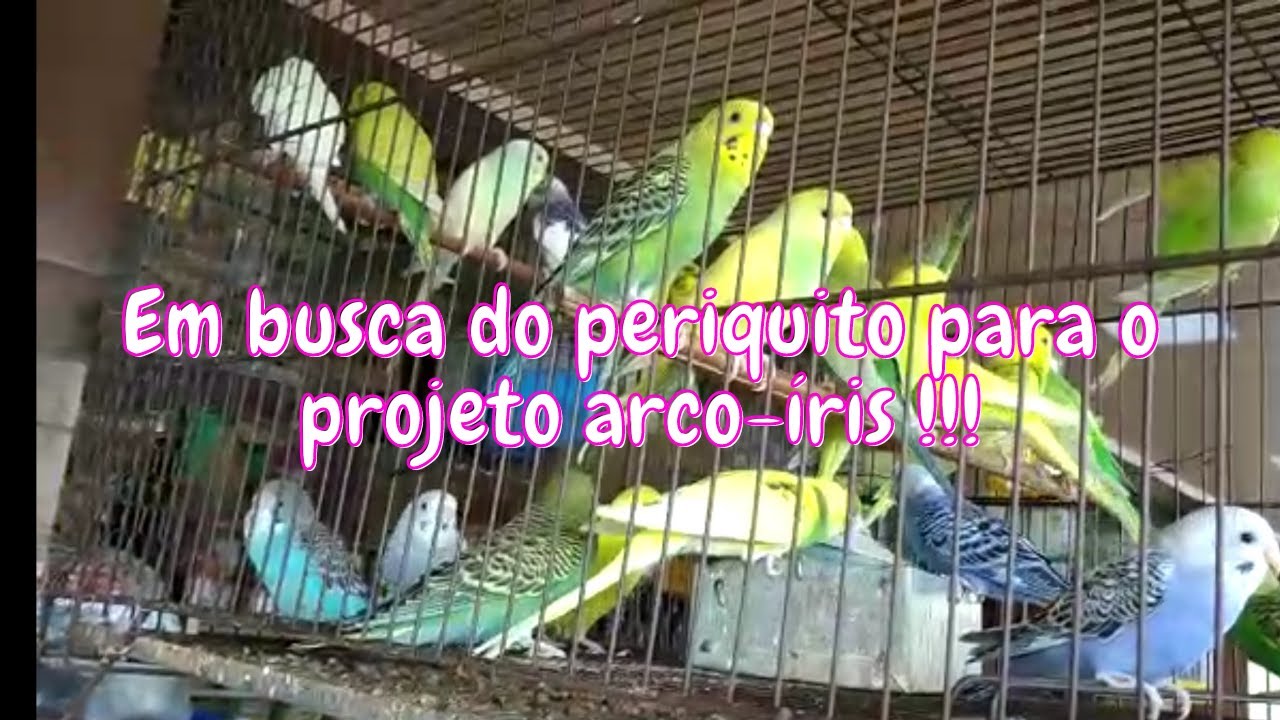 Em busca do periquito para o projeto arco-íris!  Fui no pet shop em outra cidade,será que consegui?🤔