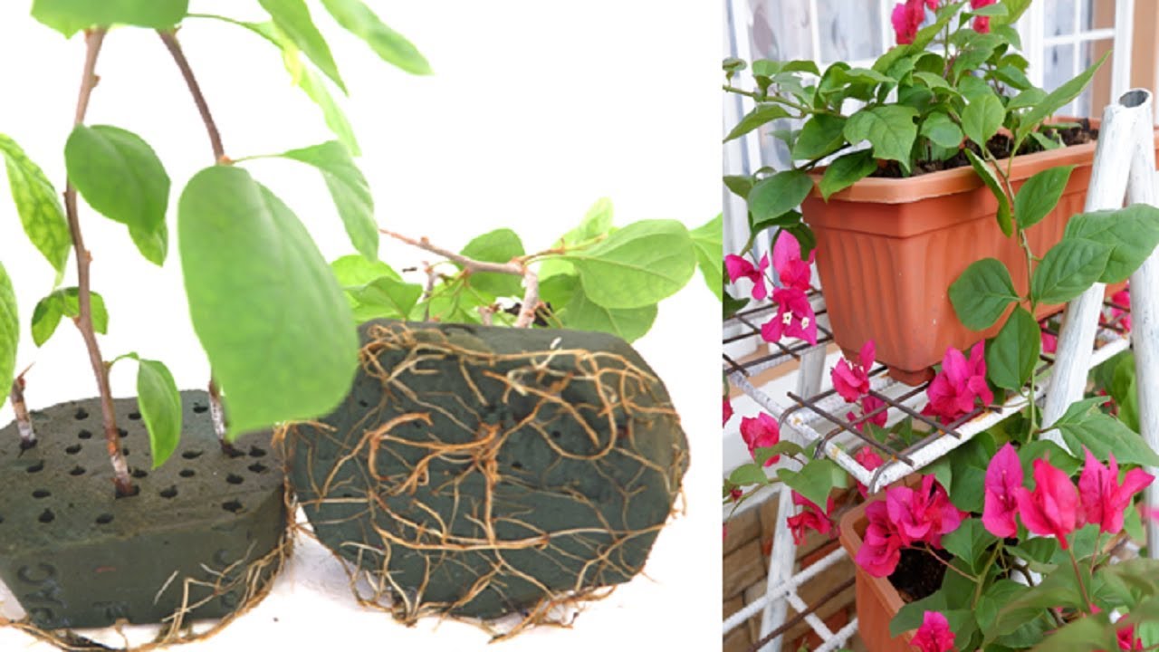 Bougainvillea Propagation Method from Cuttings to Flower Bloom (care and tips)