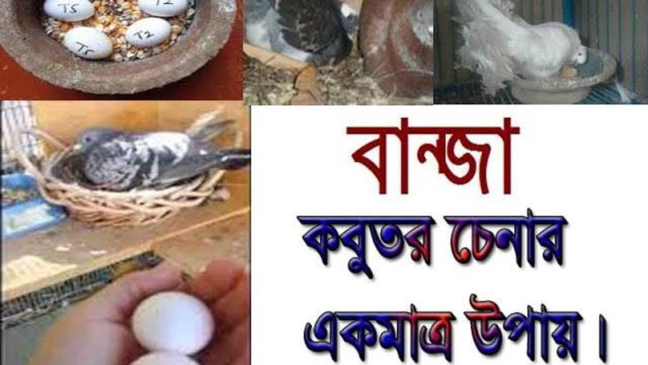 বান্জা কবুতর চেনার একমাত্র উপায়।