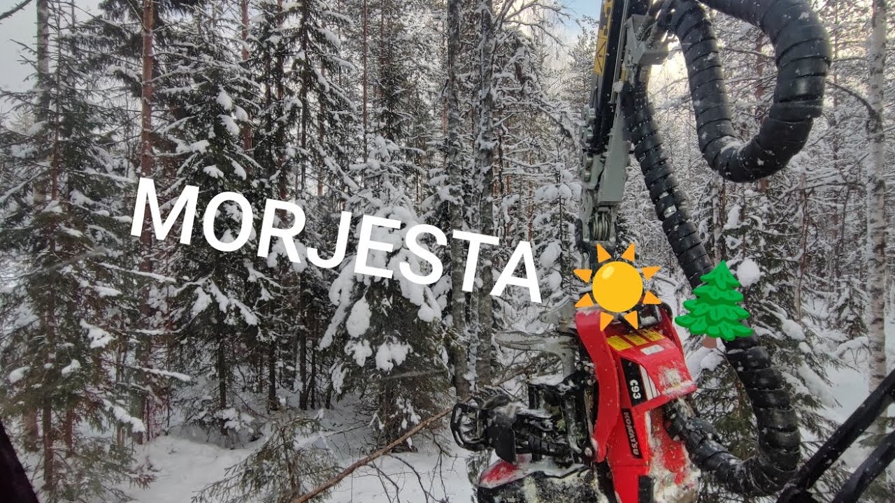 Morjesta ☀️🌲 Nyt on hieman erillaista harvennusta ja tästä tulee jatkoakin.