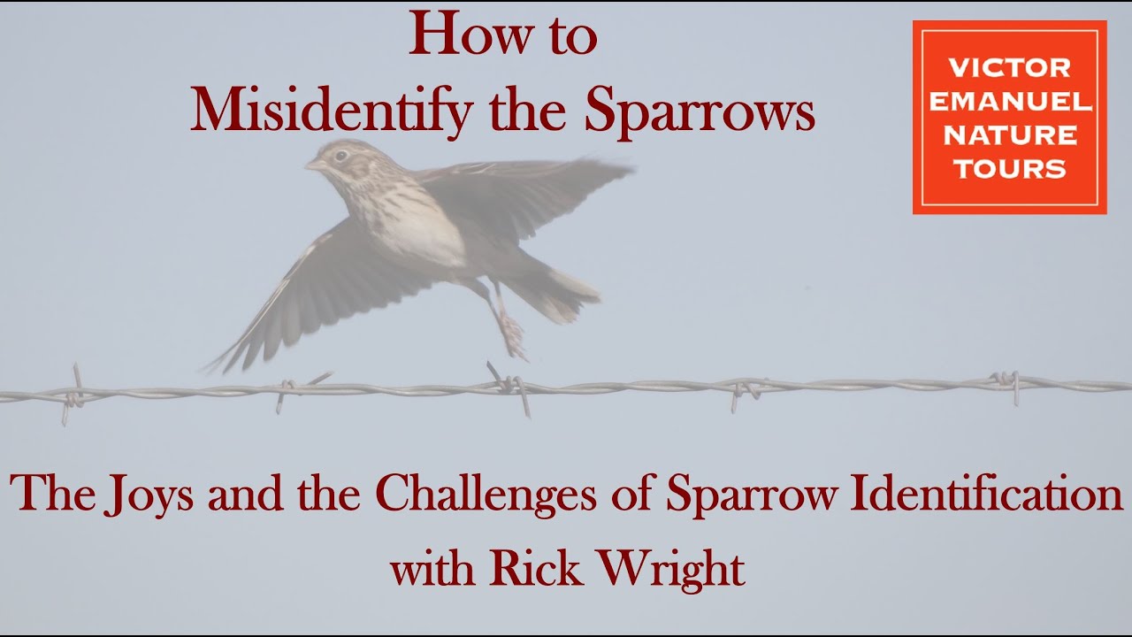 How to Misidentify the Sparrows with Rick Wright