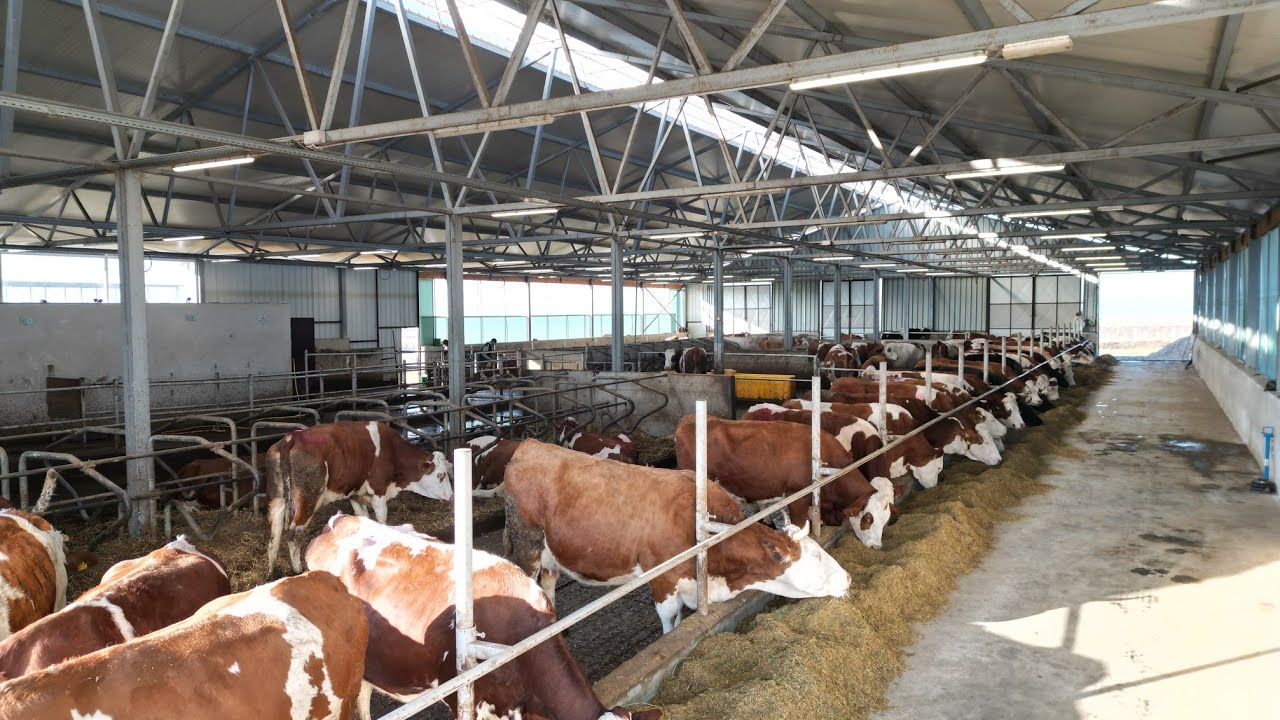 Farma Zdrave krave u selu Kula, opština Malo Crniće